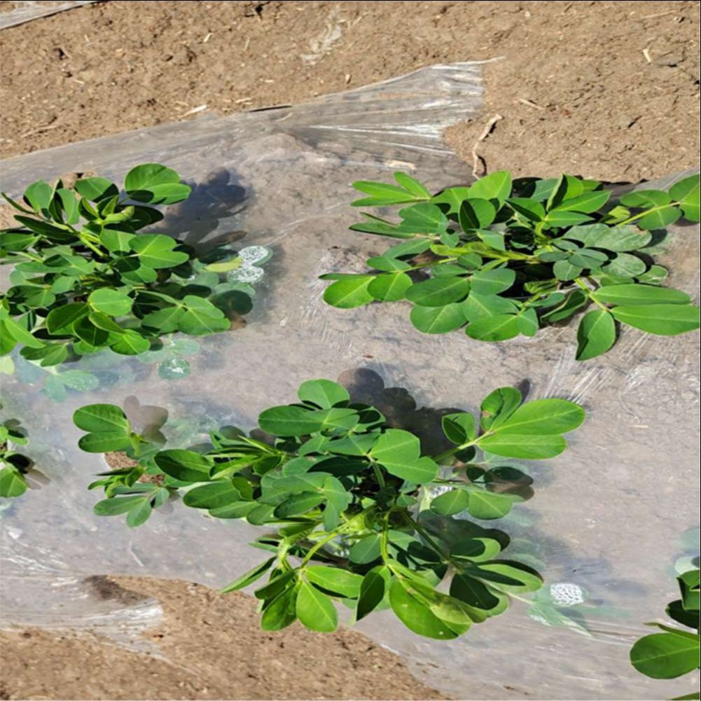 Agricultural Farm Greenhouse P - Agriculture Farming Vegetables ulasan dan harga
