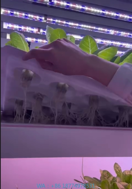 f Greenhouse Agricultural Equi - Agriculture Farming Vegetables ulasan dan harga