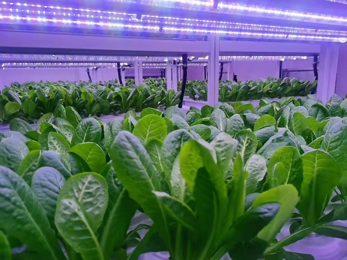 f Greenhouse Agricultural Equi - Agriculture Farming Vegetables ulasan dan harga
